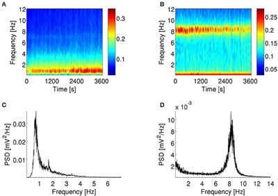 Bursting Neurons in the Hippocampal Formation Encode Features of LFP Rhythms